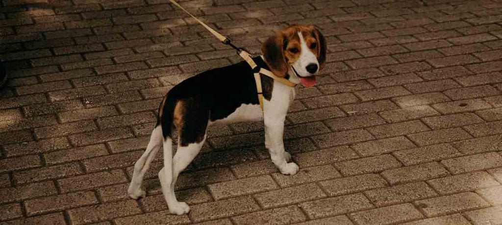 hond loopt onrustig heen en weer