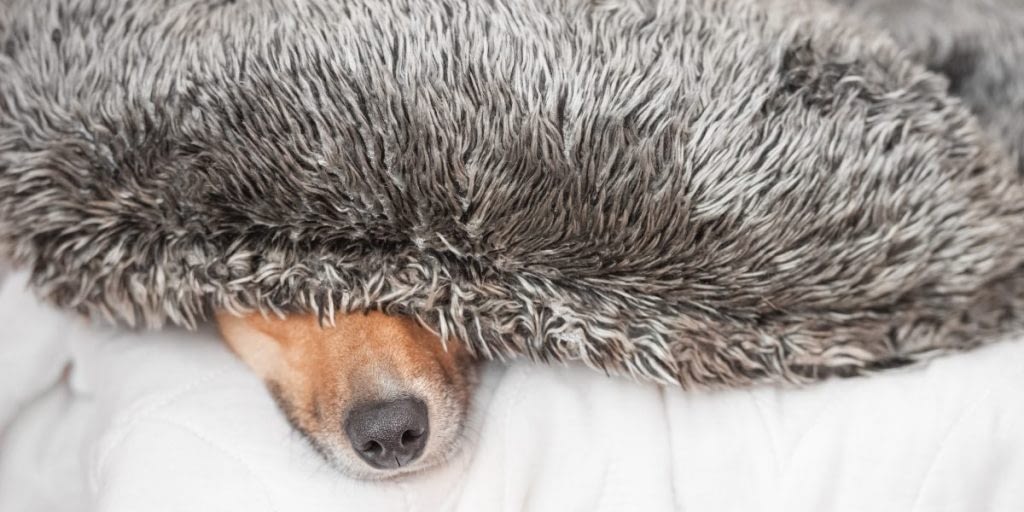 hond plotseling angstig