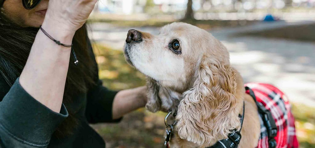 hond gedraagt zich ineens anders