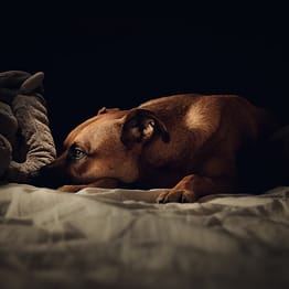 Stress en Angst