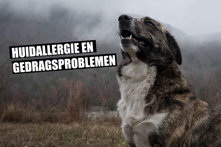 huidallergie gedrag hond