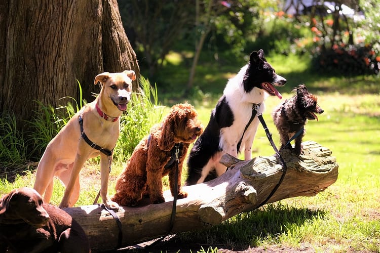 hond bang voor andere honden