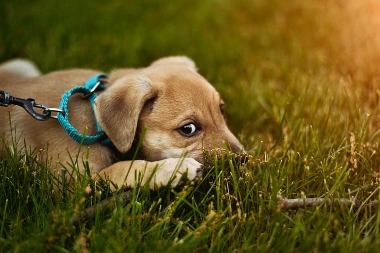 waarom piept een hond