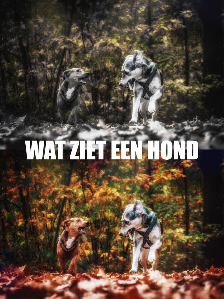 wat ziet een hond