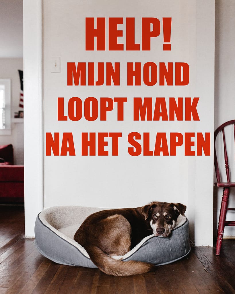 Help! Mijn hond loopt mank na het slapen CBDoggy & Aminocalm